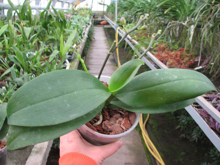 Phalaenopsis Nobby's Pumpkir 'JA4'.jpg