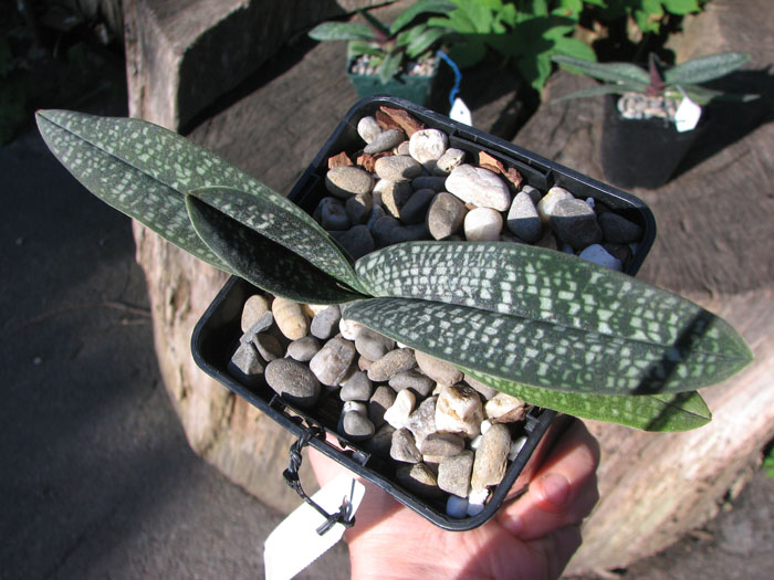 Paphiopedilum micranthum.jpg