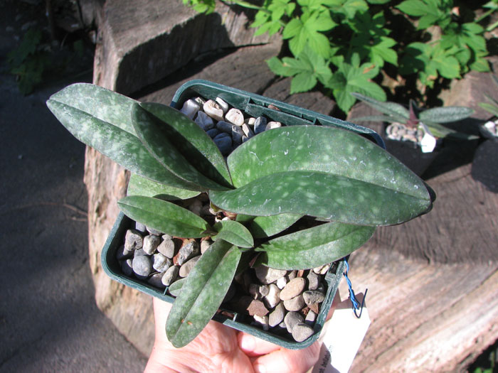 Paphiopedilum bellatulum.jpg