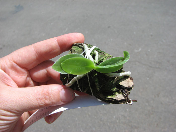 Phalaenopsis cornu cervi var thalebanii.jpg