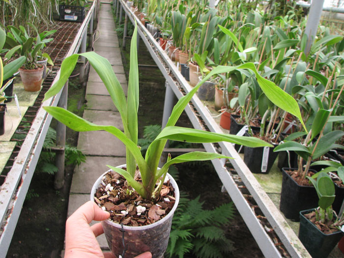 Pescatorea lehmannii.jpg