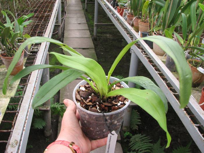 Cochleanthes amazonica x timbioense.jpg