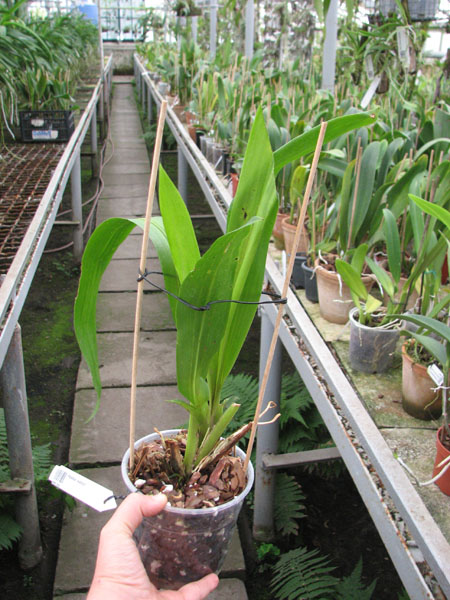 Pescatorea wallisii.jpg