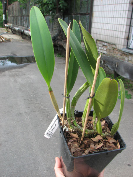 Cattleya lueddemanniana concolor (clara) x self.jpg