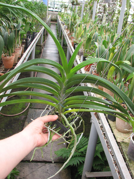 Vanda Kultana Green Gold.jpg