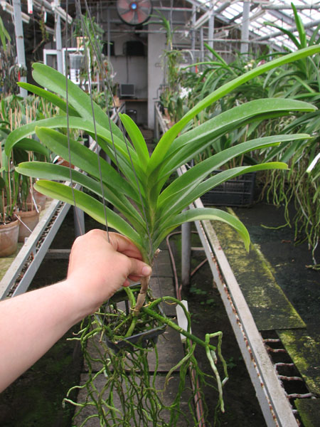 Vanda Manuvadee Pink.jpg