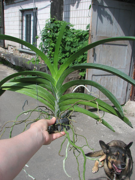 Vanda Kultana gold x Vanda Pat's Delight.jpg