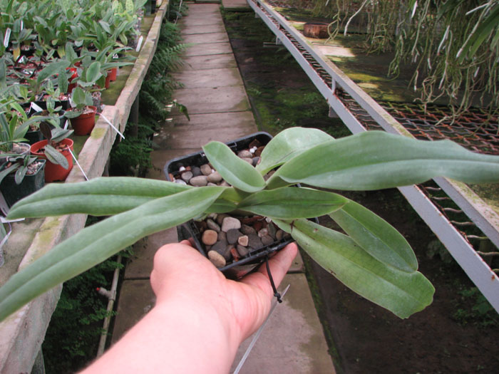 Paphiopedilum glaucophyllum.jpg