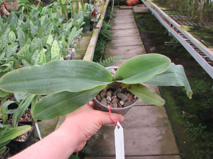 Paphiopedilum moquetteanum.jpg