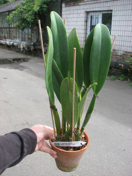 Cattleya Gertrude Hauserman x Cattleya labiata 'Volcano Queen'.jpg