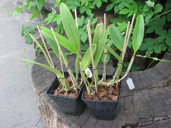 Cattleya lueddemanniana concolor (clara) x self.jpg