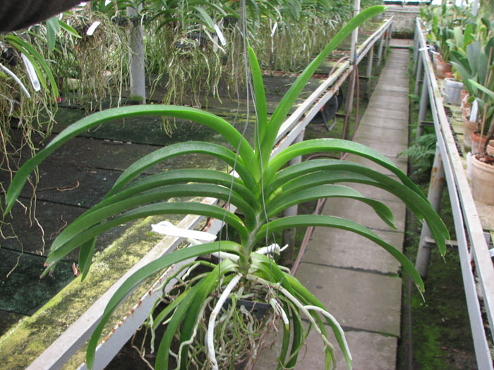 Ascocenda Kulwadee Black.jpg