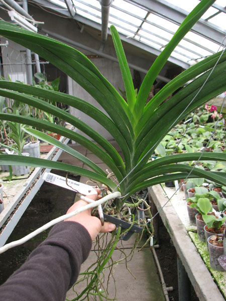 Vanda Sirilak x Vanda Dr Anek.jpg