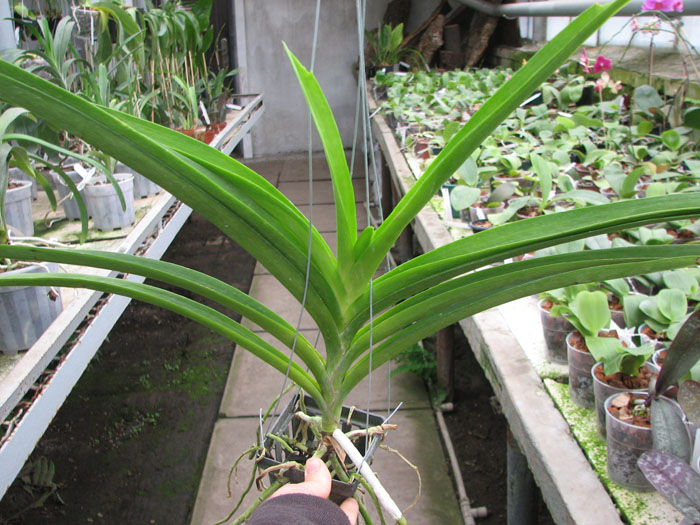 Ascocenda Kulwadee Fragrance.jpg