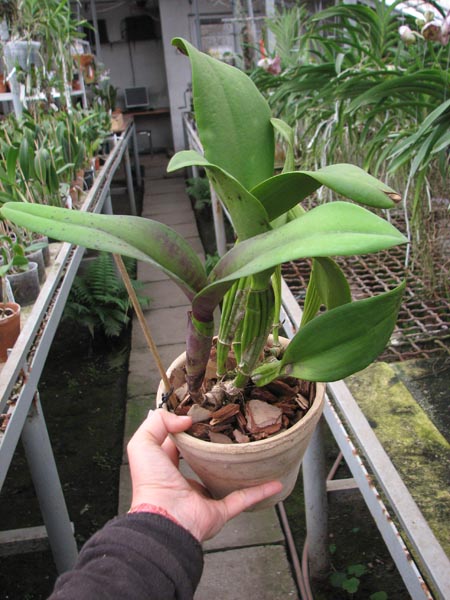 Brassolaeliocattleya Haw Yuan Grace 'Cat King'.jpg