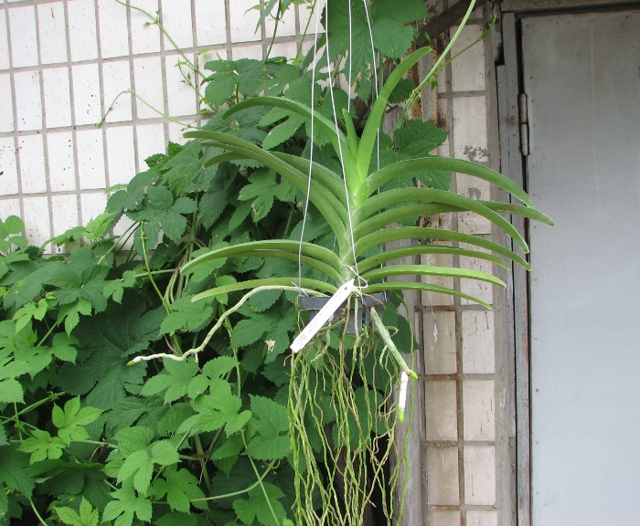 Vanda Boonchoke x Ascocenda Tubtim Velvet.JPG