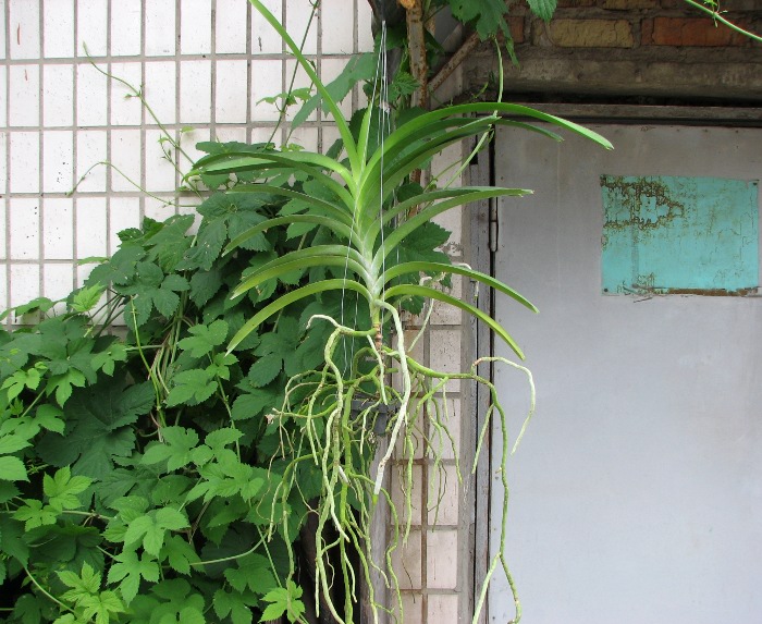 Vanda Rasri Gold x Vanda tessellata.JPG