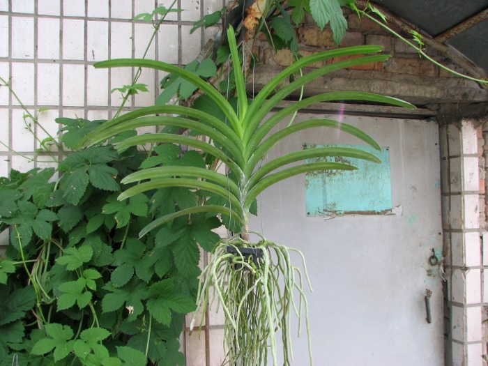 Vanda Sankhamphaeng x Vanda Udom Gold.JPG