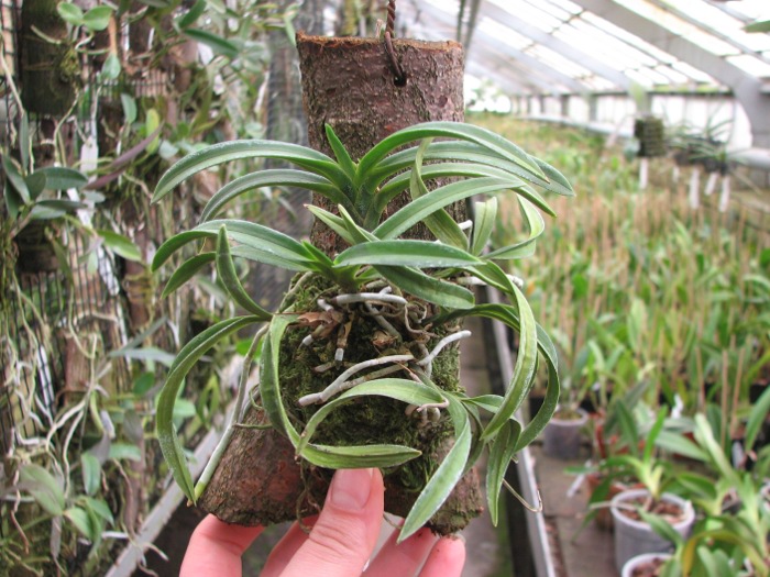 Neofinetia falcata.JPG