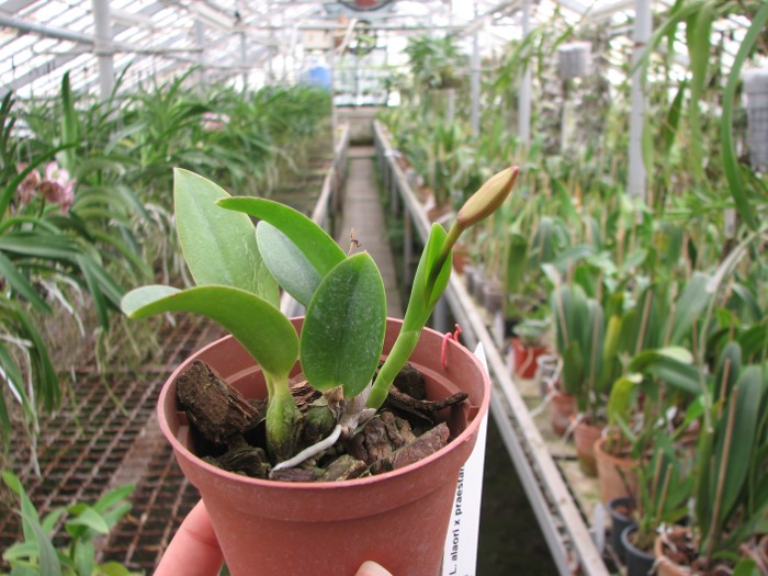 Laelia alaori x praestans.JPG