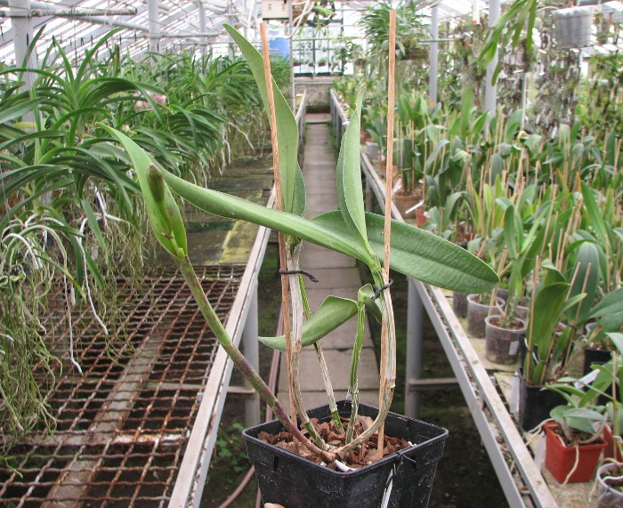 Cattleya Green Emerald 'Orchid Queen' (Cattleya Elizabeth Mahon x Cattleya Thospol Spot).JPG