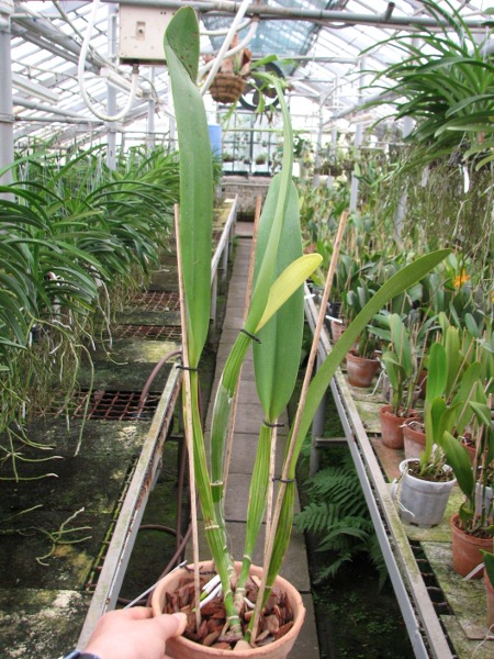 Brassolaeliocattleya Goldenzelle 'Saddle Peak'.JPG