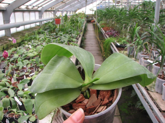 Phalaenopsis Samera 'Blue'.JPG