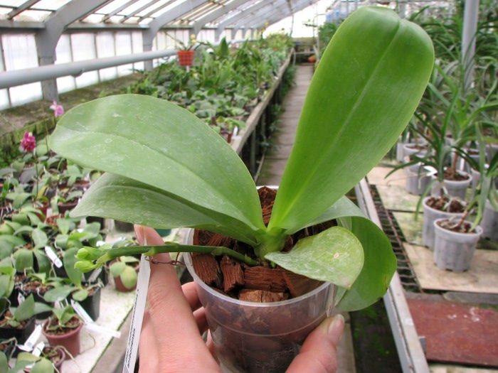 Phalaenopsis lueddemanniana x amboinensis.JPG