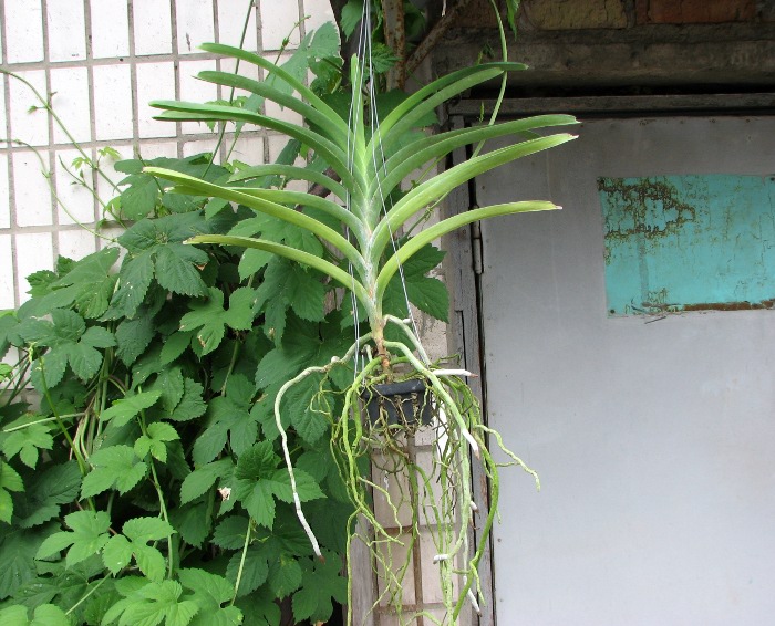 Vanda Fuchs Delight 'Blue Black'.JPG