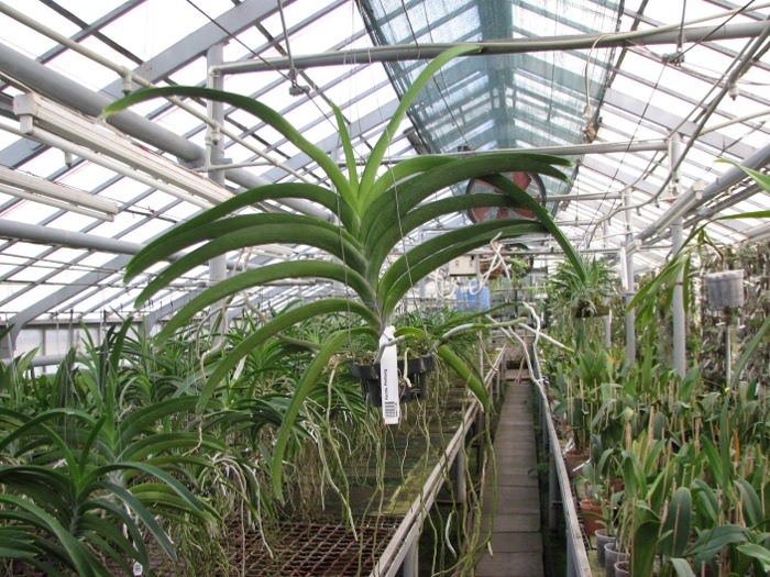 Ascocenda Pinthong.JPG