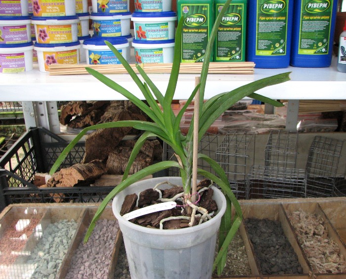 Ascocenda Princess Mikasa Pink.JPG