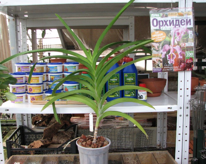Vanda Thananchai x Ascocenda Kultana Brown.JPG