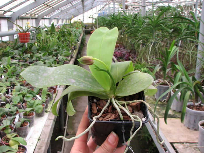 Phalaenopsis violacea 'Red'.JPG