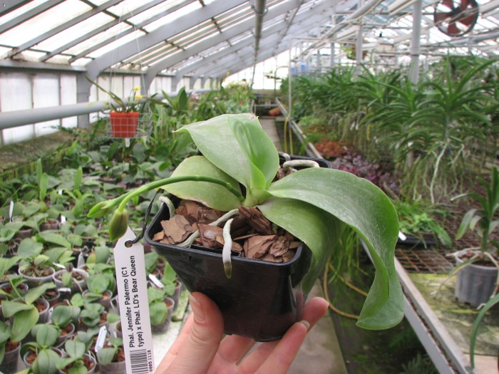 Phalaenopsis Jennifer Palermo (C1 type) x Phalaenopsis LD's Bear Queen.JPG