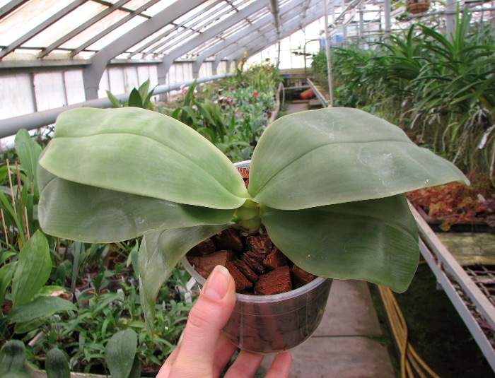 Phalaenopsis bellina.JPG