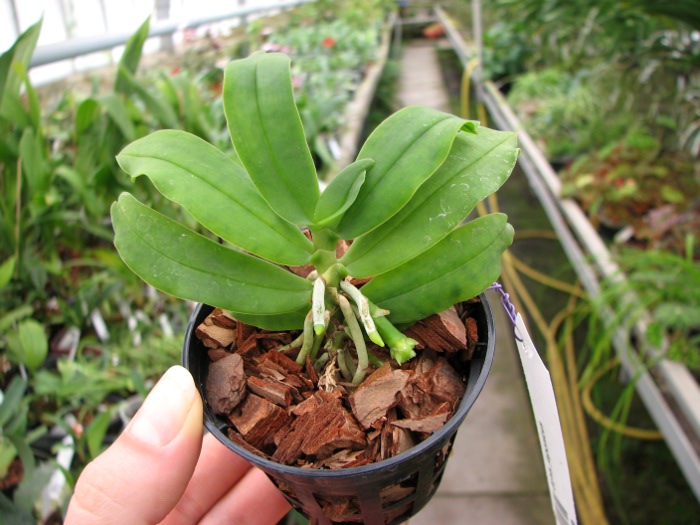 Gastrochilus japonicus.JPG