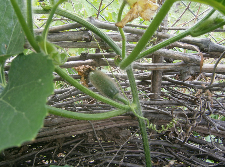 завязь бенинказы