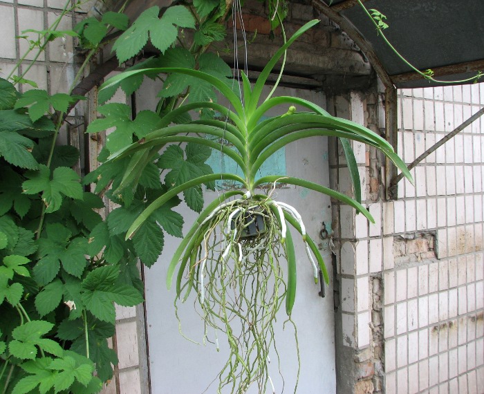 Ascocenda Kulwadee Black.JPG