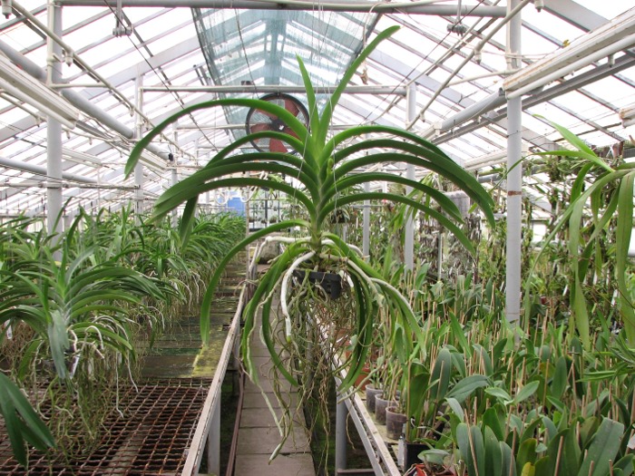 Ascocenda Kulwadee Black.JPG