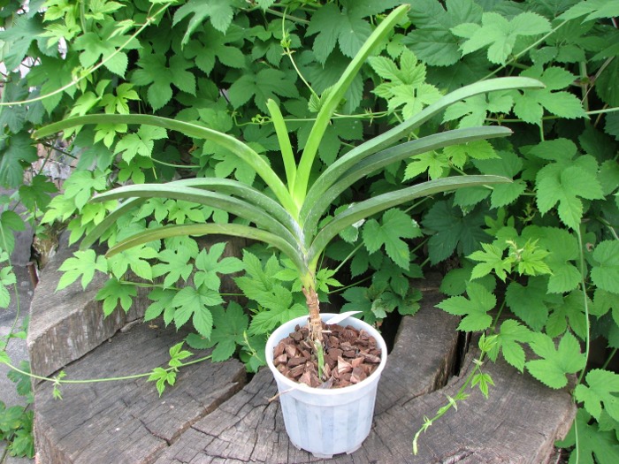 Vanda Vivan x Vanda Chavananonda x Ascocenda Suksamran Spot.JPG