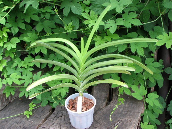 Vanda Udom Gold x Vanda Pranermprai.JPG