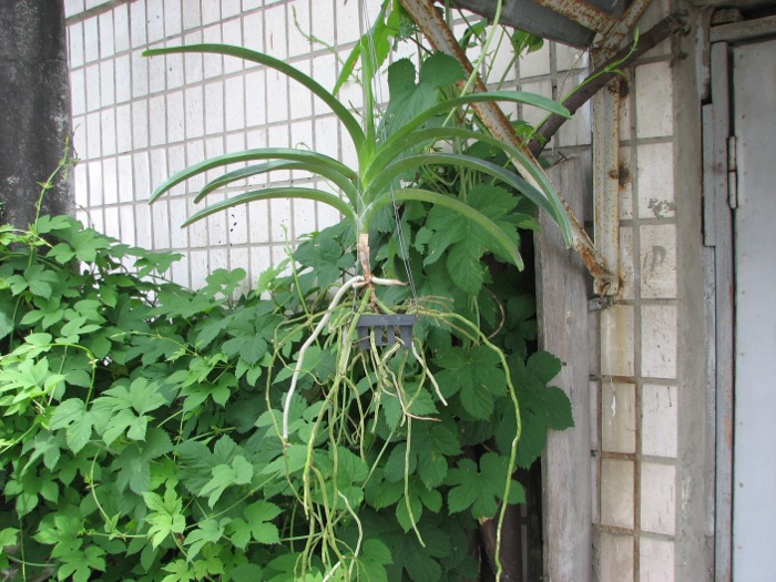 Vanda Chaiya x Vanda Sankamphaeng.JPG