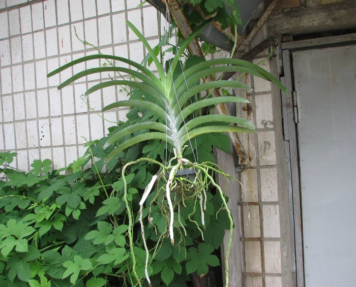 Vanda Pimsai x Vanda Tarab Waxy.JPG