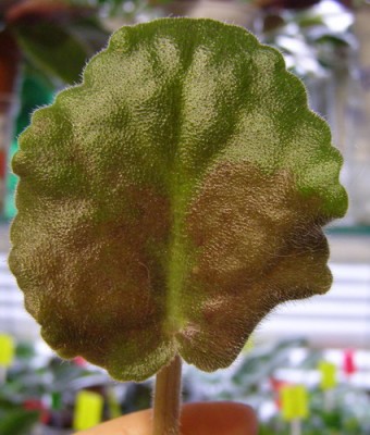 лицевая сторона