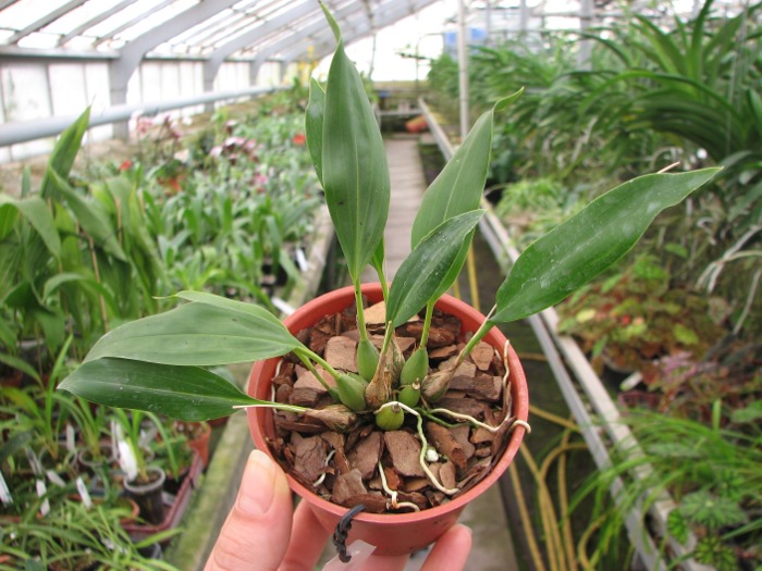 Dendrochilum uncatum.JPG