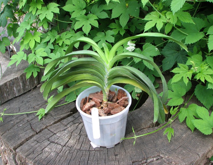 Ascocenda Jiraprabha x Vanda Chalie Clark x Ascocenda Krailerk White.JPG