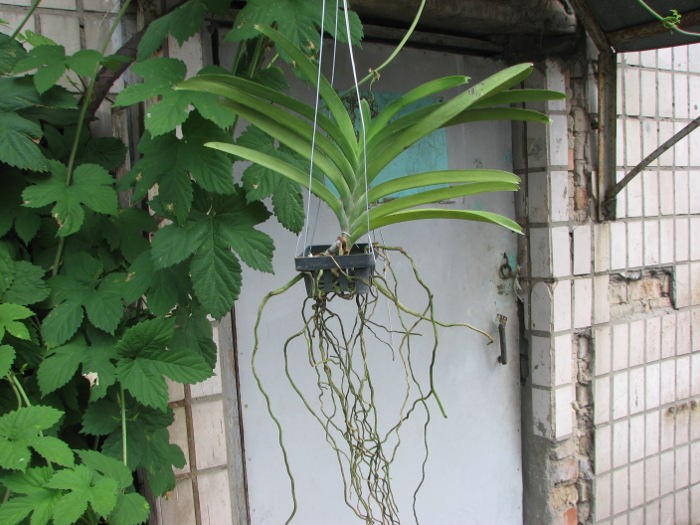 Ascocenda Kultana x Vanda Bitz's Heartthrob.JPG