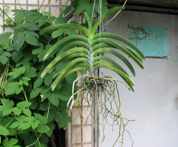 Ascocenda Kultana Pappion x Ascocenda Oriental Spirit.JPG