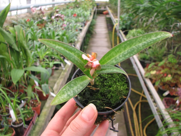 Habenaria rhodocheila 'Pink'.JPG