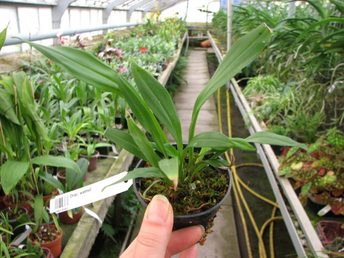 Dracula wallisii.JPG